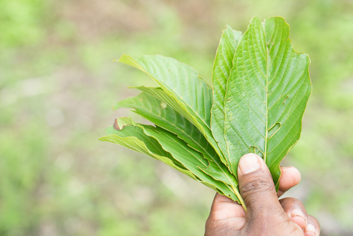 Kratom leaf