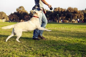 man with dog in grass