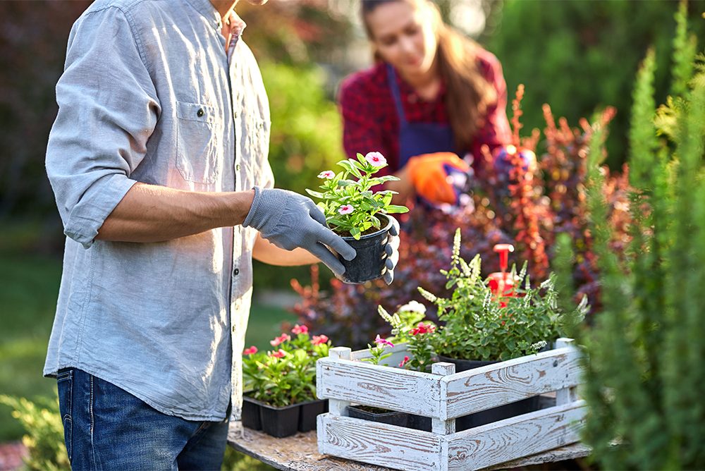 gardening for recovery