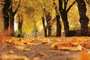 Comprehensive Approaches to Managing Seasonal Affective Disorder at Avalon Malibu
